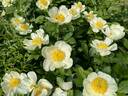 Peony Heaven Yellow peony photo