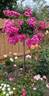 Pretty Polly Pink rose photo