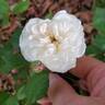 Bubble Bath rose photo