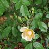 Cornelia rose photo