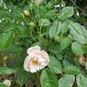 Cornelia rose photo
