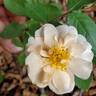 Cornelia rose photo