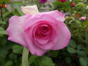 Beverly rose photo