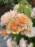 Grace ® ™ rose photo