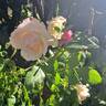 Alaska rose photo