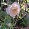 Alaska rose photo