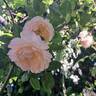 Alaska rose photo