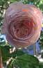 Domaine de Chantilly® rose photo
