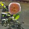 Domaine de Chantilly® rose photo