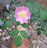 Rosa Pendulina Bourgogne rose photo