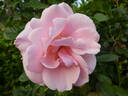 Astrid Lindgren rose photo