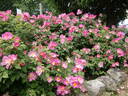 Complicata rose photo