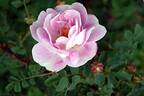 Falkland rose photo