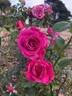 Mornington rose photo