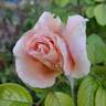 Vanguard rose photo