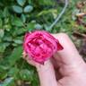 Dian rose photo