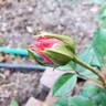 Double Easy Orange rose photo