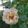Cornelia rose photo