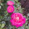 Agnes B rose photo