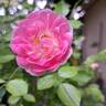 Flirt 2011 rose photo
