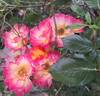 Summer of Love rose photo