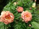 Peach-A-Licious™ peony photo