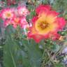 Summer of Love rose photo