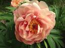 Peach-A-Licious™ peony photo