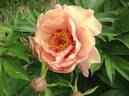 Peach-A-Licious™ peony photo