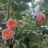 Domaine de Chantilly® rose photo