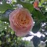 Domaine de Chantilly® rose photo