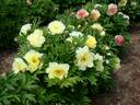 Pineapple Fizz™ peony photo