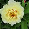 Pineapple Fizz™ peony photo