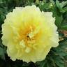 Pineapple Fizz™ peony photo