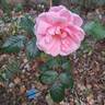 Julie Pietri rose photo