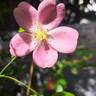 Rigo Fortuna rose photo