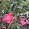 Douceur Normande rose photo