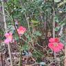 Douceur Normande rose photo