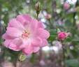 The Fairy rose photo