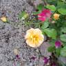 Calizia rose photo