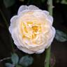 Covent Garden rose photo