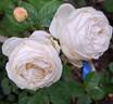 Madeleine Fayet rose photo