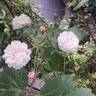 Adélaide d'Orléans rose photo