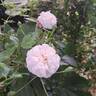 Adélaide d'Orléans rose photo