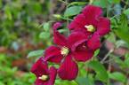 Burning Love™ clematis photo