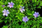 Sugar-Sweet Lilac clematis photo