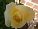 Limona rose photo