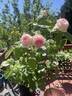 Moonstone ™ rose photo