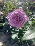 Love Song rose photo