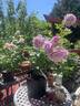 Love Song rose photo